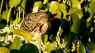 RUFESCENT TIGER-HERON Young looking for food (TIGRISOMA LINEATUM) SOC&Oacute;-BOI FROM FLOODED REGIONS
