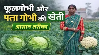 फूलगोभी और पत्ता गोभी की खेती || Indian Farming || Gaon Ki Kheti || Kisan farming Video..