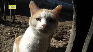 Там в дали за рекой....