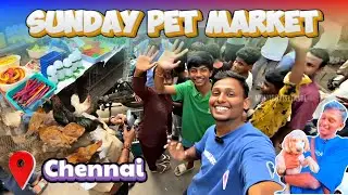 🐕 Chennai Pet Market Full Details Vlog 🐾 | Mannady Kozhi Market Tour 2024 🎉 #mrhobbyisttamil #pets