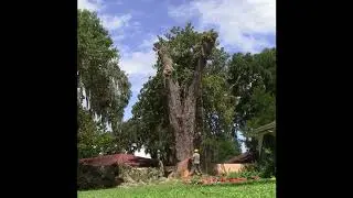 Titusville 200 year old live Oak removal ground