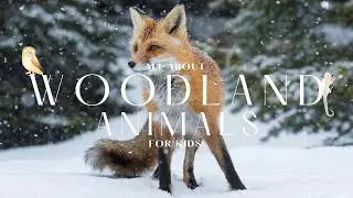 WOODLAND ANIMALS FOR KIDS || LEARN WITH US