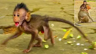 The skinny baby monkey MASHA was s🙊cared when Mom Messi left without letting her know.