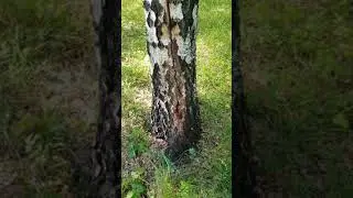 Шрамы природы! след от молнии на березе