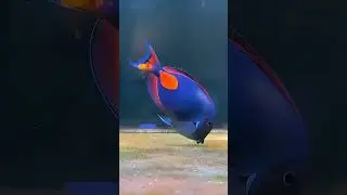 Fish Can't Be Scary ☠️#trollface #meme #usa #help #trolling #shortvideo #memes #eaditing #aura