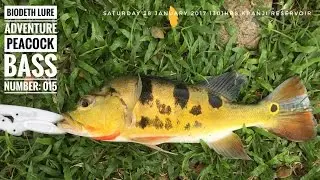 The Mat Rock Angler Chronicles Episode #6: Operation Rooster Bass [PEACOCK BASS SINGAPORE]