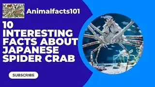 10 interesting facts about the Japanese Spider Crab