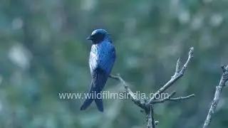 Bronzed Drongo perched alertly in Mussoorie forests