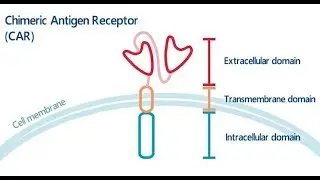 AbLearning&trade; - Episode 4: Chimeric Antigen Receptor T Cell Therapy: Efficacy & Safety