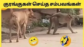 குரங்கு செய்யும் காமெடி சம்பவங்கள் | Monkey Funniest Moments | Animals | Story Bytes Tamil