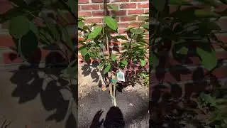 ORANGE TREE IN NJ??! #garden #gardening #nature #plant #fruit #tree #food #life #asmr #shorts