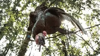 How To Clean A Wild Turkey | GameKeeper Field Notes