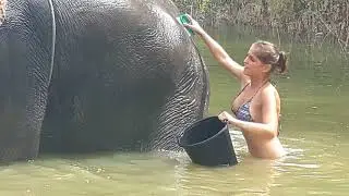 Elephant Bathing - Elephant Discovery Chiang Mai