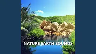 Graceful Bird Nature Sounds