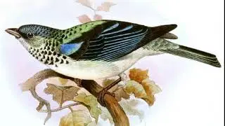Cabanis's Tanager Bird Song Video: Azure-Rumped Tanager Peaceful Nature Sounds