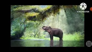 Natural vegetation and wildlife//EVS//