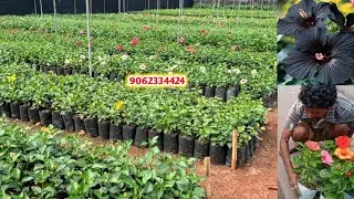 Wholesale plant Market Hibiscus flower || Cheapest Plant market in India 9062334424