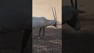 🌍 The Arabian Horned Oryx: From the Brink of Extinction to Conservation Success! 🦏✨