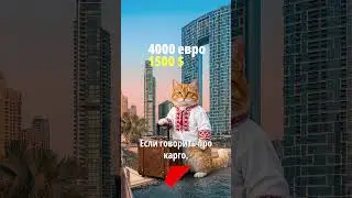 &laquo;Просили организовать чартер для 150 бульдогов&raquo;. Как белорусы построили бизнес на доставке животных