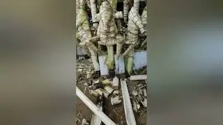 சுடலை ஆண்டவர் அலங்காரம்