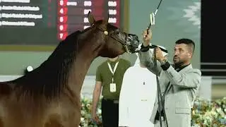 253 - B KAYED - AJMAN ARABIAN HORSE CHAMPIONSHIP 02 - 04 January  2026