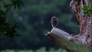 Little Owl in Richmond Park