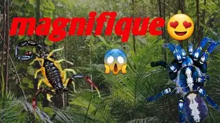 Deux nouvelles espèces magnifiques  (mygale bleu 😱😍💙)