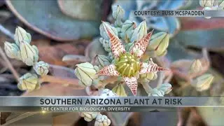 Center for Biological Diversity to sue over lack of protection for rare Arizona succulent