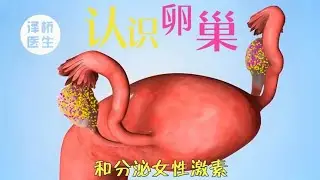 Understanding the ovaries, taking care of the ovaries has no effect at all! Ladies, don't be fooled