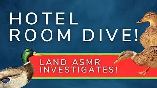 ASMR HARVARD Cambridge Hotel Full Room Tour