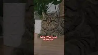 I'm up for adoption 😿 #cat #shorts #cute #funny