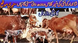 Cow Market Latest Update , Cow Farming, Dairy Farming In Pakistan,/ Luddan Mandi.PK