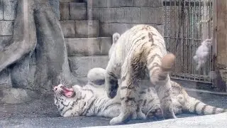 クタクタになるまで戯れあったコタくんとハクくん🐯12月25日　東武動物公園　ホワイトタイガー