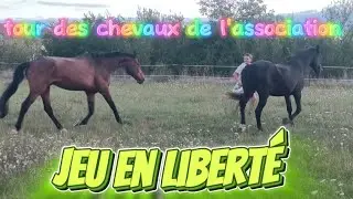 Jeu en libert&eacute;, chouchoutage des rescap&eacute;s et retrait&eacute;s de l'association cheval de vie