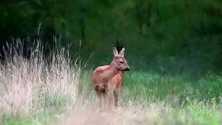Chevrette en balade