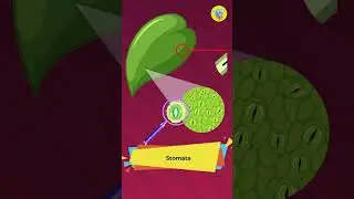 ☘️How do Plants Breathe - Fun Facts #educationalstories #education #educational #funfact #plants