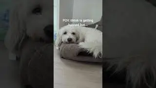 hi tiktok users #dog #cute #funny #cotondetulear #viral #fyp #tiktok #tiktokban