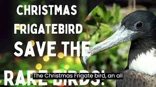 Wings of Wonder: Christmas Frigatebird in Holiday Spirit 🦜❄️ #FestiveFeathers #BirdingJoy
