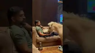 Mr MS Dhoni eating food in horse #horse #ms dhoni #animal shorts #experiment