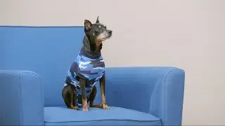 Suitical Recovery Suit and Recovery Sleeve for Pets | Chewy