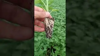 para tener &eacute;xito en el cultivo de tomate debes hacer esto #tomate