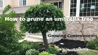 How to prune an umbrella tree, Vlog #30