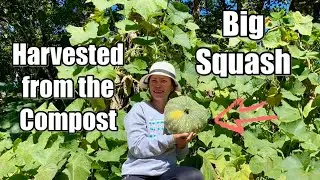 Squash harvesting | Boquete Life 