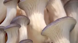 Fungiar - Kit de Cultivo de Girgolas Grises