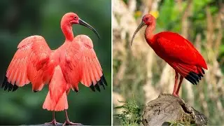 Scarlet Ibis&mdash;This Bird Changes Color As It Grows! 🔥🦩 | The Wise Hub #facts #birds #wildlife