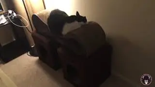 SleepingBeautys