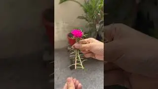 Cutting of portulaca /table moss rose #portulaca #plantgrowingtips #floweringplant #tablerose