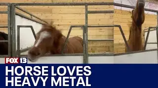 Head banging horse loves heavy metal music | FOX 13 Seattle
