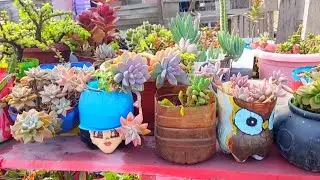 Así organizo Suculentas en los exteriores del jardín 🏡🪴🏡🪴