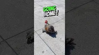 GOING HOME #cochinbantam #bantam #bantamchickens #pets #birds #chicken #viral #shorts #reels #video